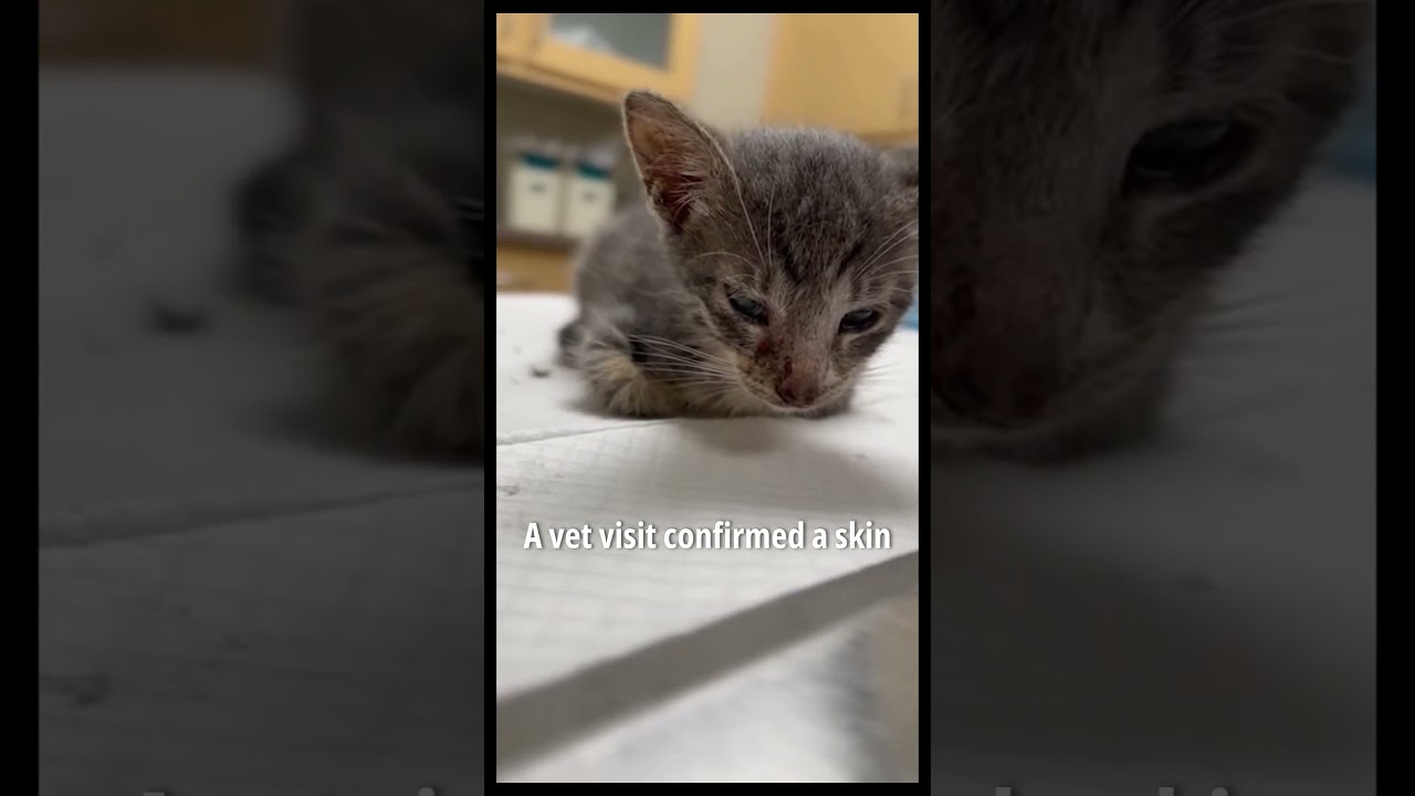 Они чуть не прошли мимо этого котенка… 🐾💔➡️❤️