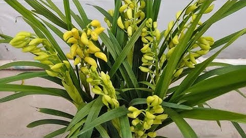 Đia lan quốc sắc thiên hương đang nụ