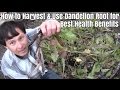 How to Harvest & Use Dandelion Root for Best Health Benefits