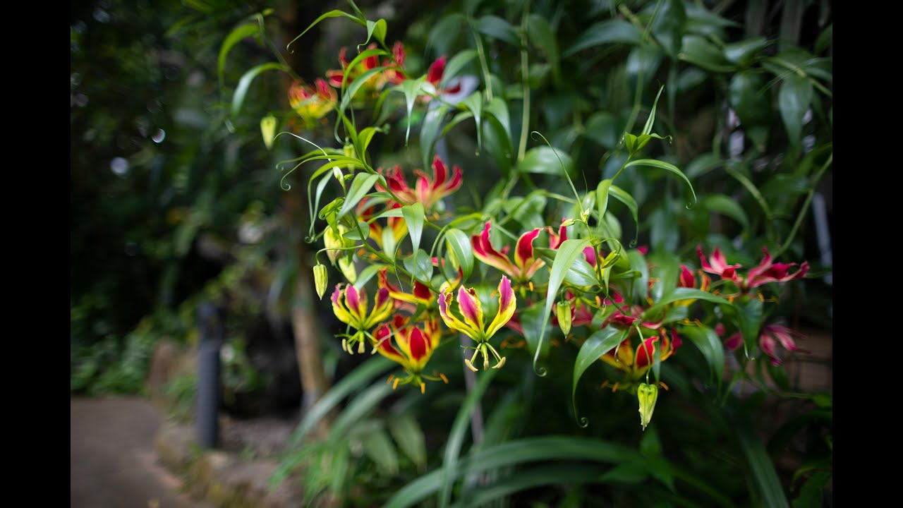 Skleník Fata Morgana v květu