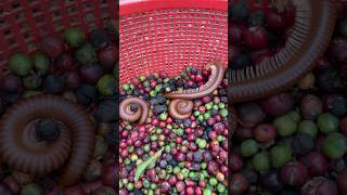 Centipede Eating Ripe Fruit