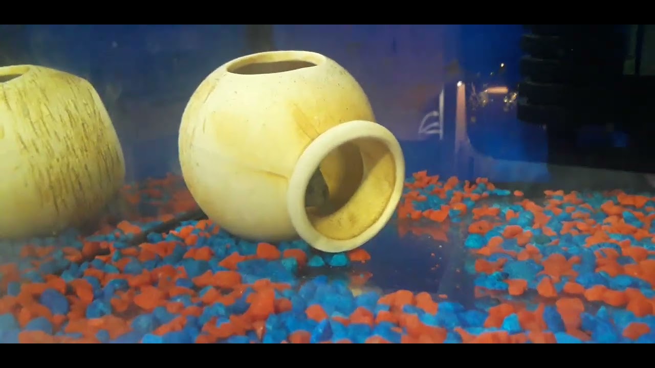 #Разводня#аулофорус#корм - YouTube