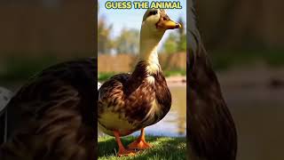 Quack quack! What animal is this? 🦆💦
#toddlers #animalfun #learnanimals #fyp #kidsoftiktok