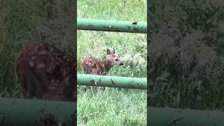 Having fun while mama is away😁#cute #nature #wildlife
