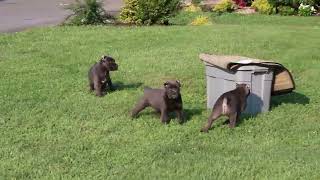 Cane Corso Puppies For Sale