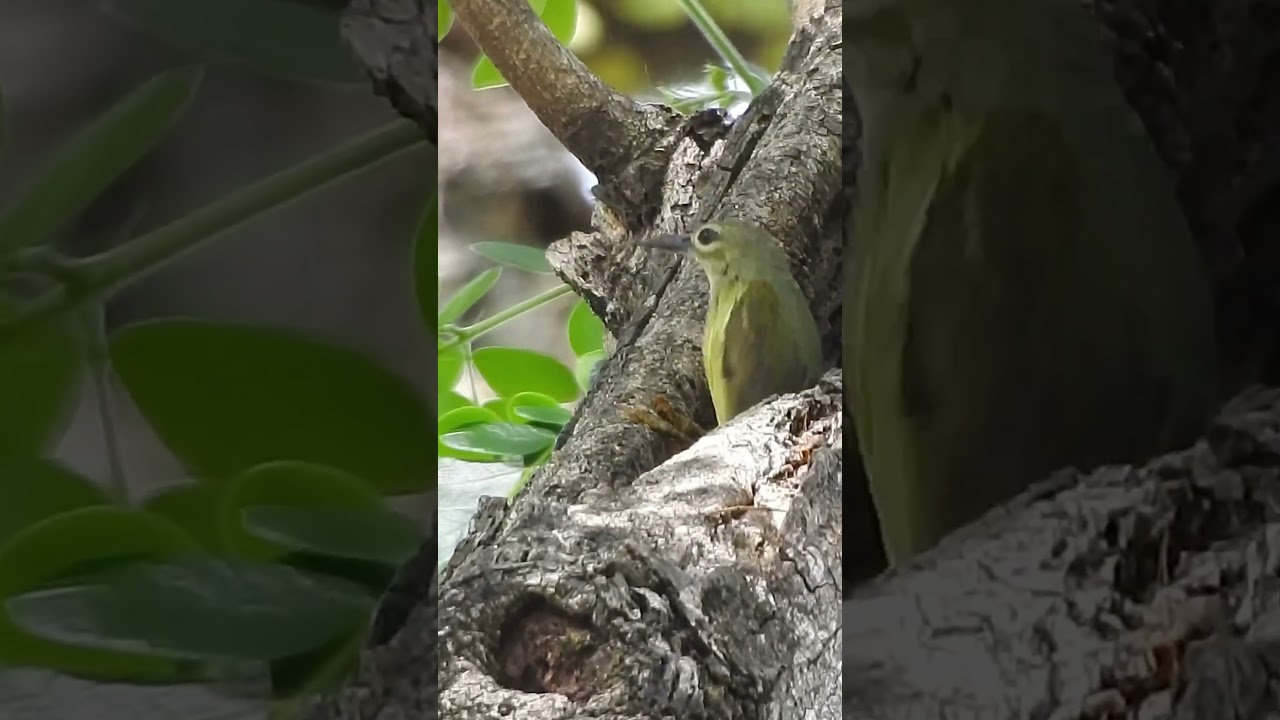 Brown-Throated Sunbird female at watering hole on tree trunk