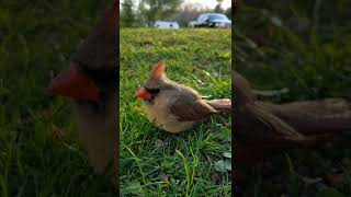Female cardinal hit my dining room window so hard!