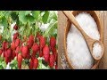 Download Inilah Manfaat Garam Untuk Tanaman Strawberry, Agar Berbuah Lebat Inilah Manfaat Garam Untuk Tanaman Strawberry, Agar Berbuah Lebat