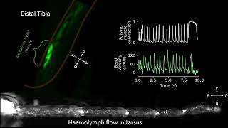 Leg heart activity and hemolymph flow