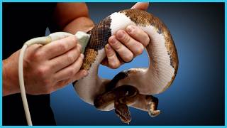 Checking our Ball Pythons follicle growth! Breeding Season Update