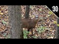 INDIANA PUBLIC LAND CHALLENGE! - Day 3: Full Draw On a SHOOTER! | Cruising Bucks!