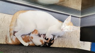 Baby Cats - Cat Videos