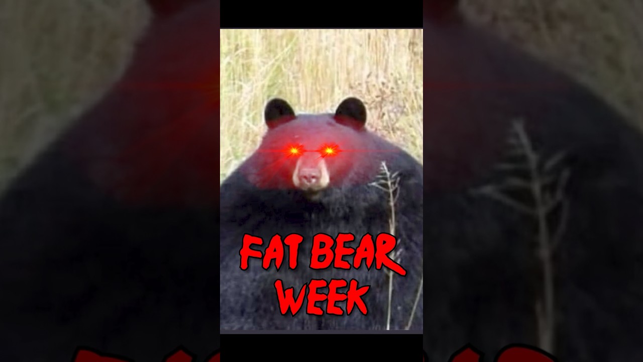 Who is America's FATTEST bear?