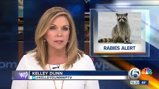 Raccoon tests positive for rabies in Delray Beach