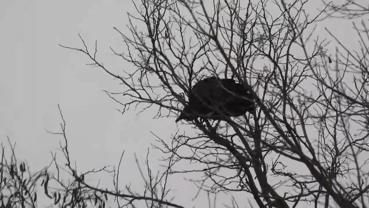 Funny Black Vulture Wobbles & Balances on Perch – One of the Group of 6 Just Left!  (4K Video)