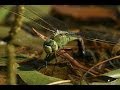 Emperor dragonfly anax imperator