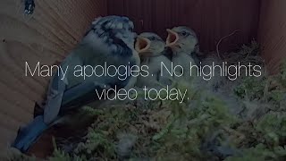 27th May 21 - Sorry lots! .No edited video today. - Blue tit nest box live camera highlights