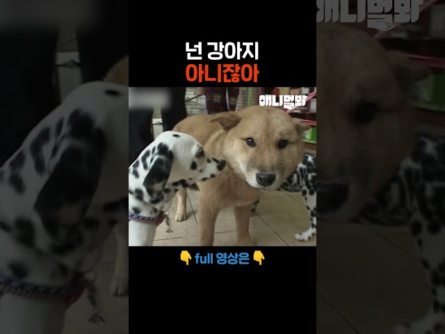 고양이 : =ㅅ=..? #애니멀봐 #shorts
