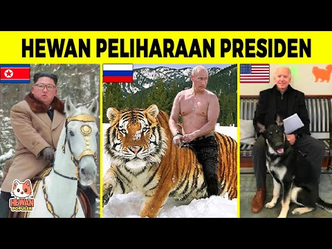 Video: Haiwan peliharaan apa yang paling popular di Rusia