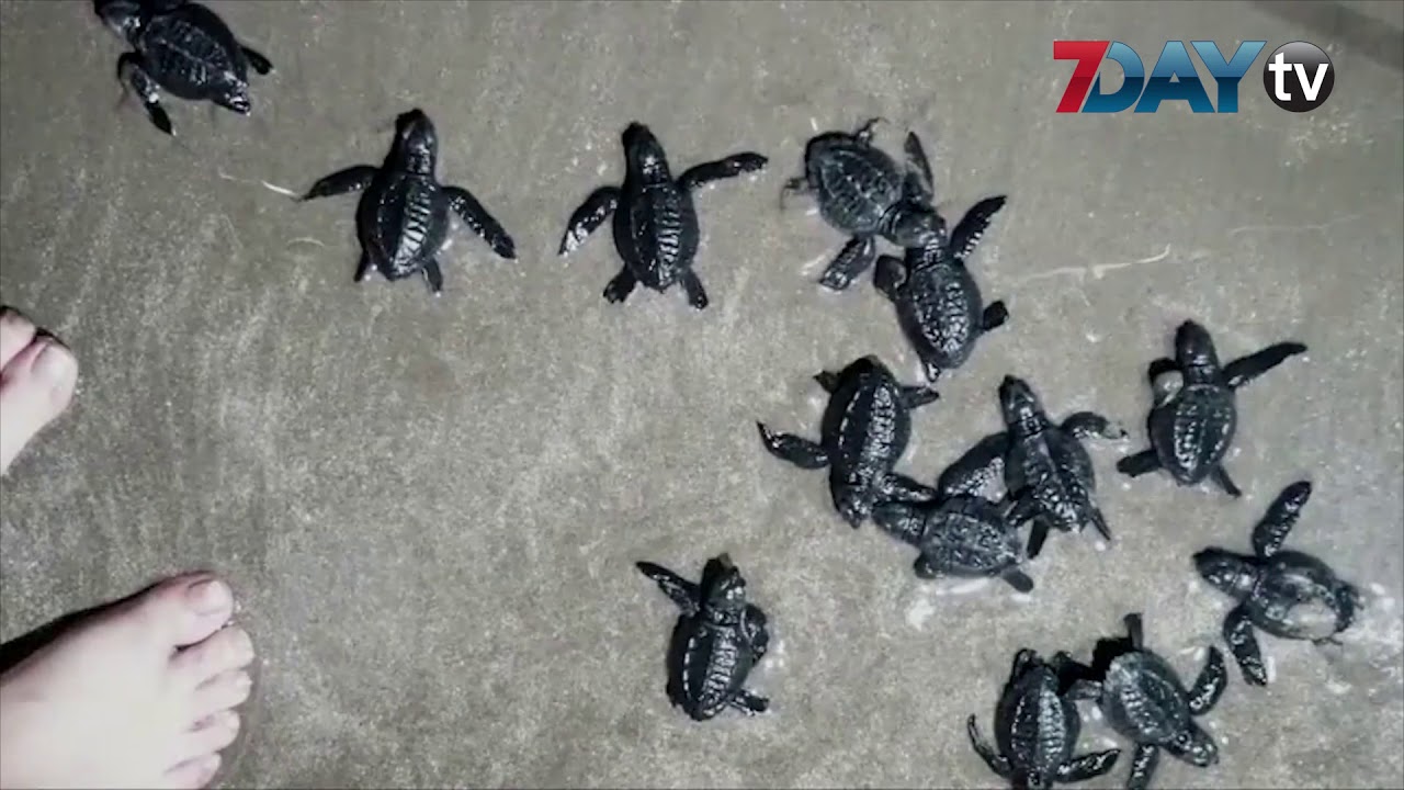 tv kanalları အီေကြေဒါ အပန္းေျဖ ကမ္းေျခတစ္ခုမွာ ရွားပါးမ်ိဳးစိတ္ လိပ္ေတြ ေပါက္ပြားေန