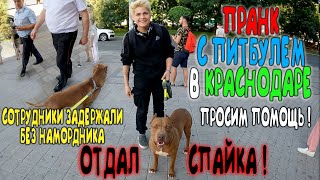 Отдал питбуля Спайка в добрые руки / ПРАНК С ПИТБУЛЕМ В КРАСНОДАРЕ / Задержала полиция увезла скорая