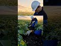 Inside a Frozen French Fries Factory 🍟 | From Potato Harvest to Crispy Fries (Full Process in 8K)