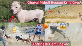 Kise N Etna Ghayal Pitbull Yamuna Nadhi Par Chhod Diya Blacking Ka Panga Hogyasimba Bully K Sath