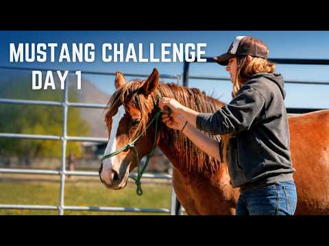 Day 1 Gentling Wild Mustangs — Haltered in 36 Minutes