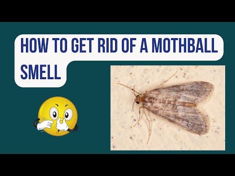 How to Get Rid of Closet Moths (No Smelly Mothballs Required)