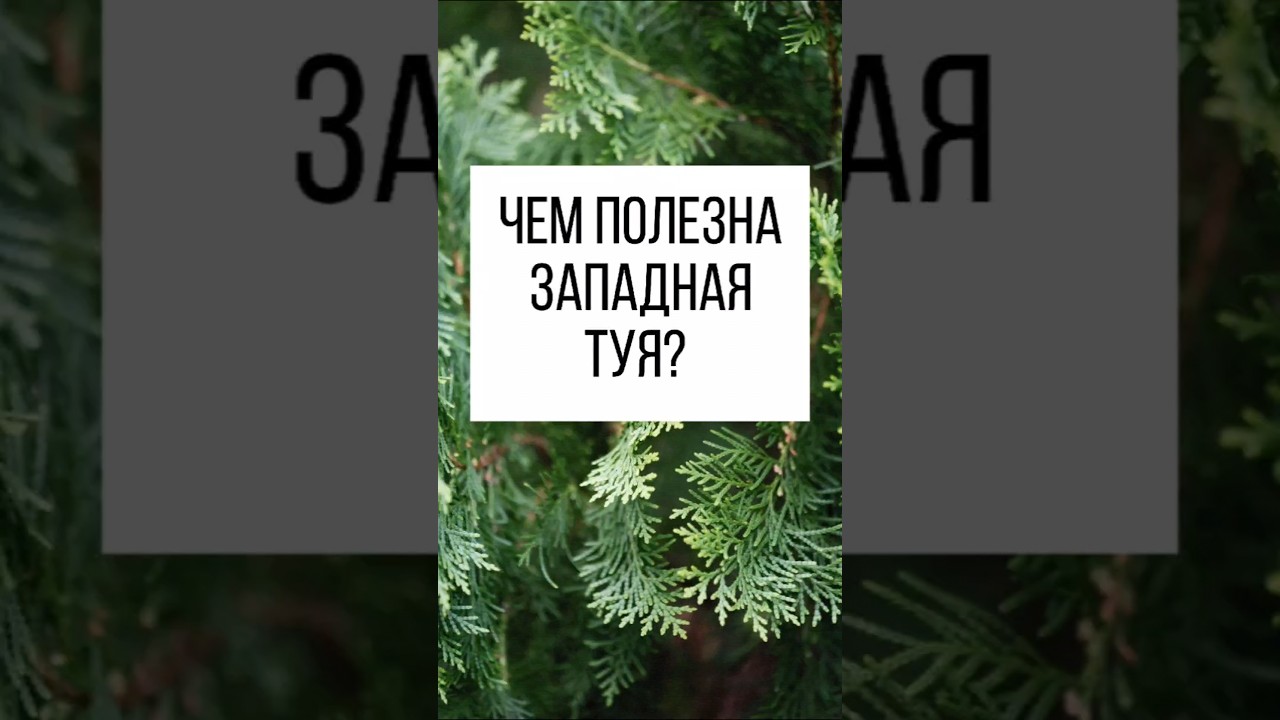 А Вы знали, что туя - это целебное растение#фитотерапевт #здоровье #иммунитет #туязападная #аденома