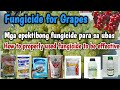 Fungicide for grapes how to properly used to be effective