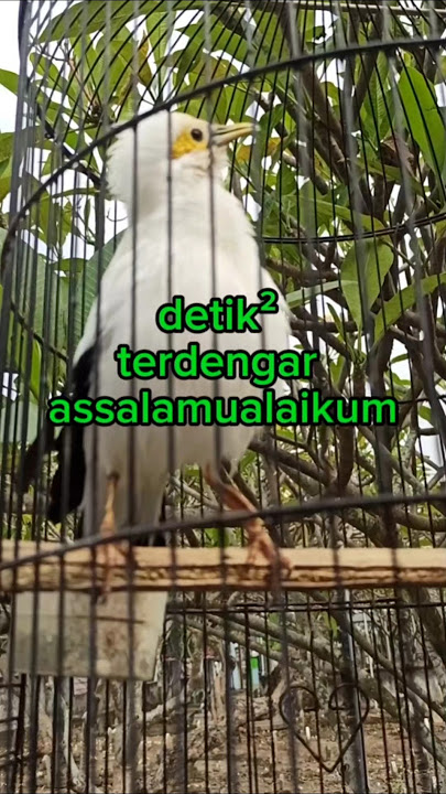 burung jalak putih #burung #jalakputih@deHakimsAviaryIrfanHakim