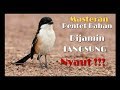 Langsung Nyaut Pancingan Suara Pentet Bahan Mp3 - Mp4 Download