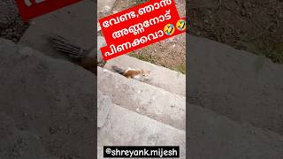 പിണങ്ങല്ലേടാ?? yt ytshorts shorts short shortsfeed cat funny