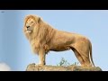 Big cats of the timbavati  the kings pride wildlife documentary