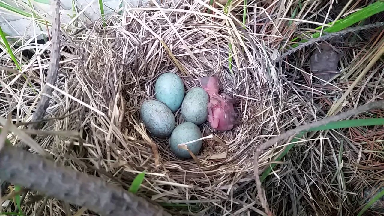 Lovely Newborn Blackbird Baby Chick and Eggs Hatching, pt 1 - YouTube