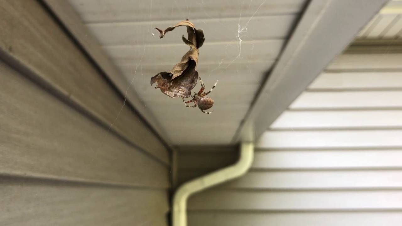 House Cleaning Spider