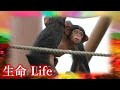 同じ過ちを繰り返し、動物に死とストレスと与え続ける旭山動物園の道徳的罪（Asahiyama Zoo's Moral Sin of Killing Animals）　202220