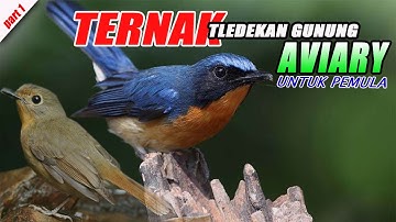 TERNAK TLEDEKAN GUNUNG - PART1