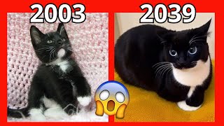 Evolution of Maxwell the Cat Meme 🐱 Part 7