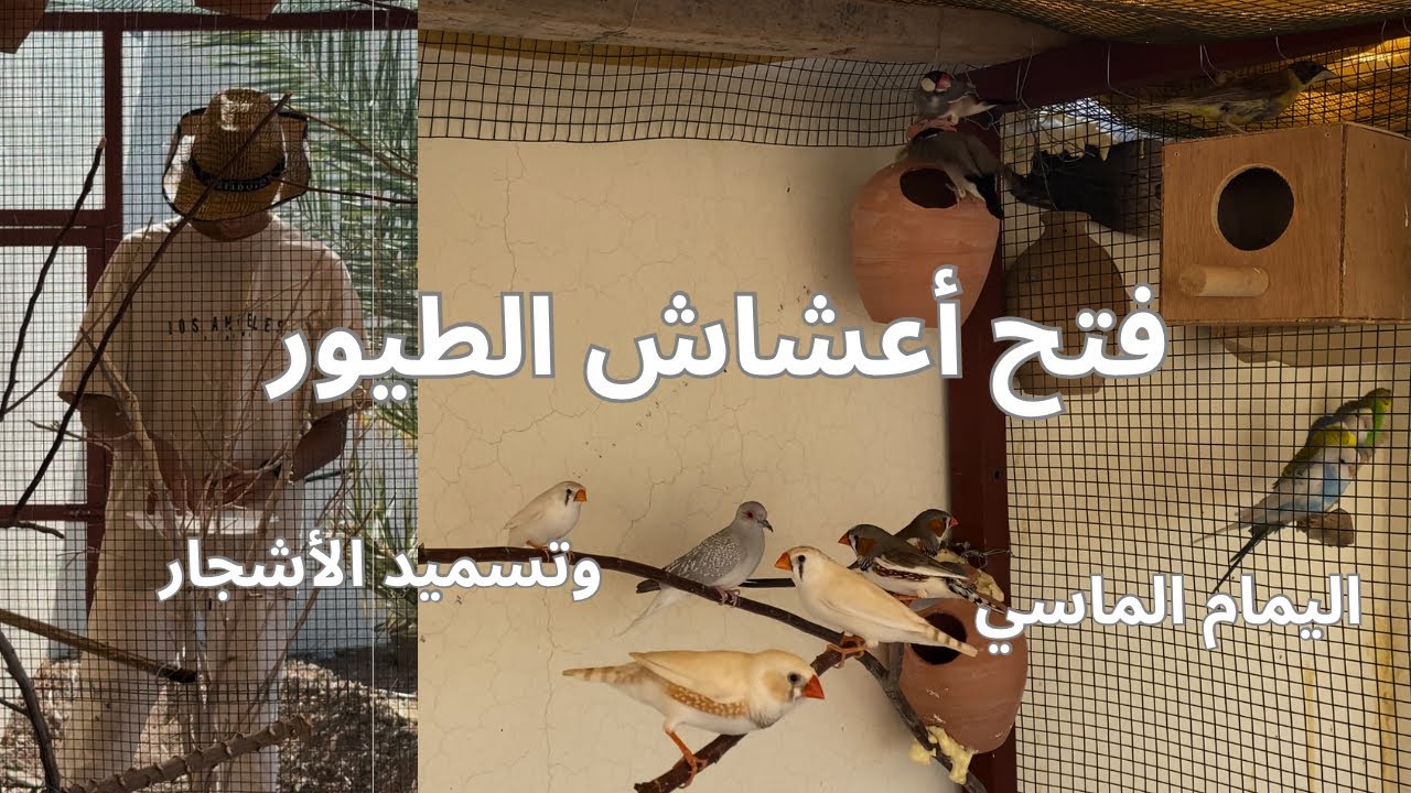 فتح أعشاش الطيور تسميد الأشجار وشراء طيور اليمام 