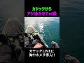 生き餌は強いわ #shorts
