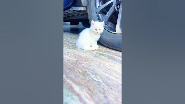 Video 10597831: catlover cats kittycat, cutecat catlover kittycat, cats catlover cutecat funny, kittycat catlover cute, pet grooming, exotic pets, funny animals dog training, animal rescue