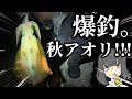 爆釣!!!秋の小磯はイカ湧きまくり!!