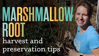 Harvesting and Preserving Marshmallow Root