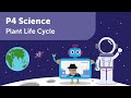 Plant Life Cycle 2 | P4 Science | Learn PSLE Primary 4 Science with Geniebook