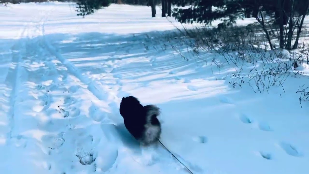 Winter Walk With Suri!  