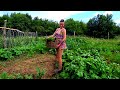 🔴 Off grid. What has become of the vegetable garden on an abandoned plot