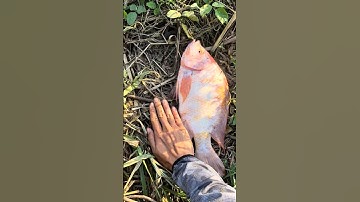 Quá may mắn khi câu cá lần đầu ở điểm mới dính ngay em cá đẹp! #cauca #fishing #shorts