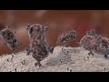 Antibody immune response shorts